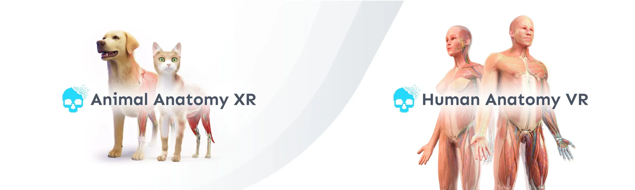 О товаре Набор Anatomy XR