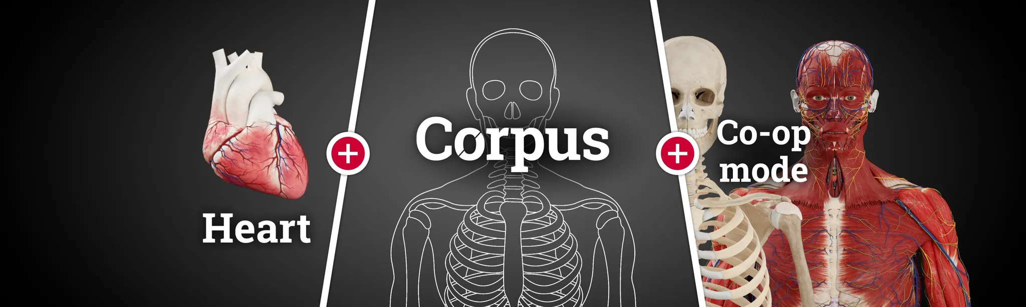 О товаре Corpus Anatomy - Всё в одном!