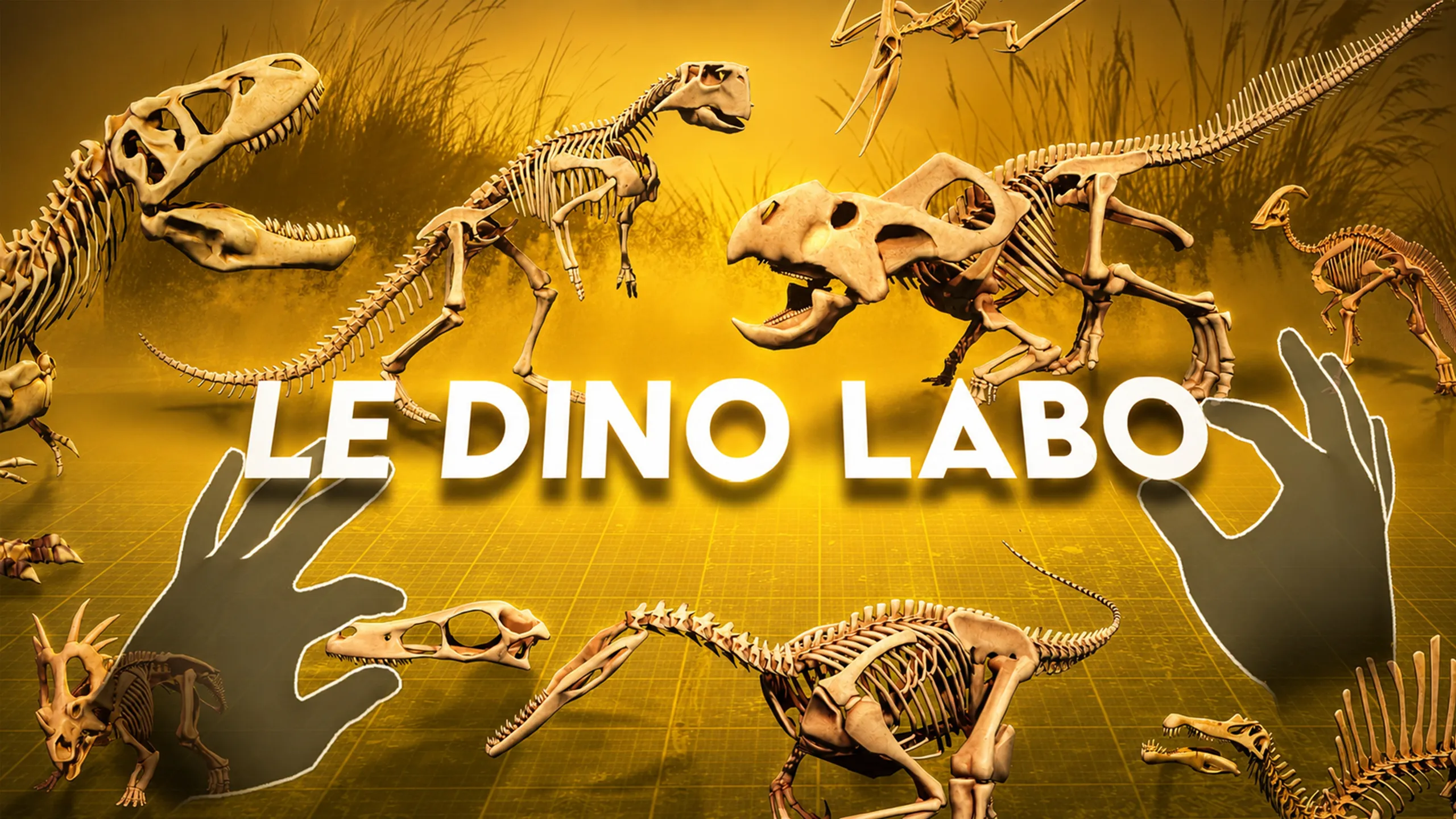 О товаре Le Dino Labo